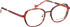 Bellinger CICULA-2 glasses in Red/Brown