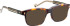 Entourage Of 7 GRAHAM sunglasses in Brown/Brown
