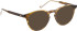 Entourage Of 7 ARLO sunglasses in Brown/Brown