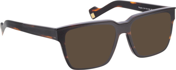 Entourage Of 7 WAYLEN sunglasses in Brown/Brown