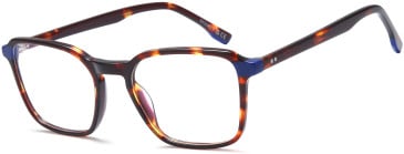 SFE-11683 glasses in Havana
