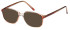 SFE-11894 sunglasses in Brown
