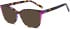 SFE-11699 sunglasses in Purple