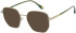 Halstrom 3083 sunglasses in Ivory/Teal