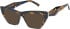 Romeo & Juliet 2751 sunglasses in Brown Demi