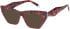 Romeo & Juliet 2751 sunglasses in Red Demi