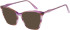 Halstrom 3081 sunglasses in Purple/Brown