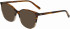 Morgan 201169 sunglasses in Brown/Clear Brown
