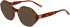 Morgan 201171 sunglasses in Brown