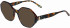 Morgan 201171 sunglasses in Brown/Blue Pattern