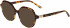 Morgan 201174 sunglasses in Brown Pattern