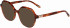 Morgan 201174 sunglasses in Light Brown Pattern