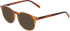Marchon NYC M-8513 sunglasses in Whiskey Horn