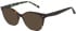 Ted Baker TB9267 sunglasses in Tortoise