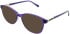 Lazer 4122 sunglasses in Purple