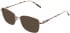 Lazer 4136 sunglasses in Rose Gold
