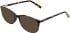 Lazer 4148 sunglasses in Tort