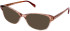 Walter & Herbert Beeton sunglasses in Brown
