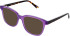 Zenith 113 sunglasses in Purple