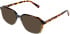 Cameo Ollie sunglasses in Grey