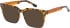 SFE-12024 sunglasses in Demi Brown