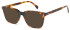 LONDON CLUB 1169 HOWELL glasses in Tort