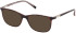 GU3004 sunglasses in Havana/Other