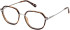 Guess GU50098 glasses in Dark Havana