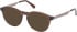 Gant GA50063 sunglasses in Shiny Dark Brown