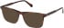 Gant GA50095-55 sunglasses in Dark Havana