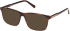 Gant GA50111 sunglasses in Dark Havana