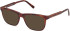 Gant GA50114 sunglasses in Dark Havana
