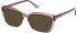 Guess GU2977 sunglasses in Shiny Beige