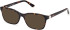 Guess GU50196 sunglasses in Dark Havana