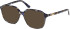Guess GU50309 sunglasses in Blue/Havana