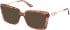 Guess GU50318 sunglasses in Bordeaux/Havana