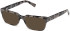 Guess GU50329-56 sunglasses in Grey/Havana