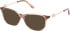 Guess GU50349-52 sunglasses in Yellow/Horn