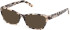 Guess GU50353-53 sunglasses in Coloured Havana