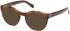 Guess GU50366 sunglasses in Light Brown/Horn