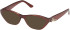 Guess GU50389 sunglasses in Shiny Dark Brown