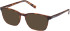 Timberland TB1817 sunglasses in Tortoise