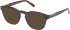 Timberland TB50003 sunglasses in Dark Havana