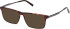 Timberland TB50093-53 sunglasses in Dark Havana