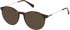 Gant GA3257-52 sunglasses in Dark Havana