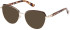 Guess GU2982 glasses in Shiny Dark Brown