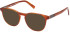 Timberland TB1804 glasses in Light Brown/Striped