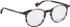 Bellinger WILDCAT glasses in Brown/Grey