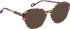 Bellinger LESS-ACE-2588 glasses in Purple/Brown