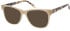 O'Neill ONB-4030 sunglasses in Tan Tortoise